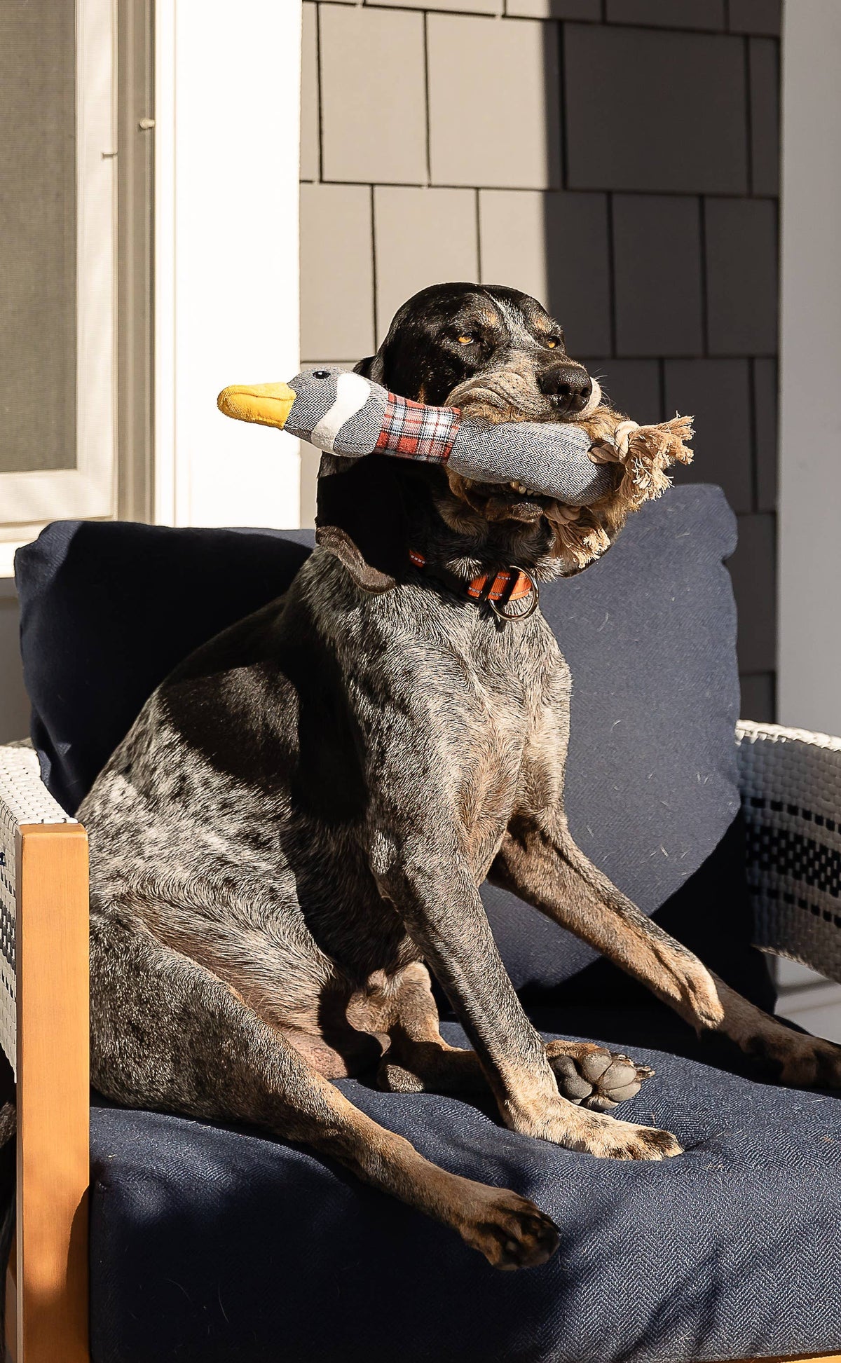 Plaid Duck Dog Toy
