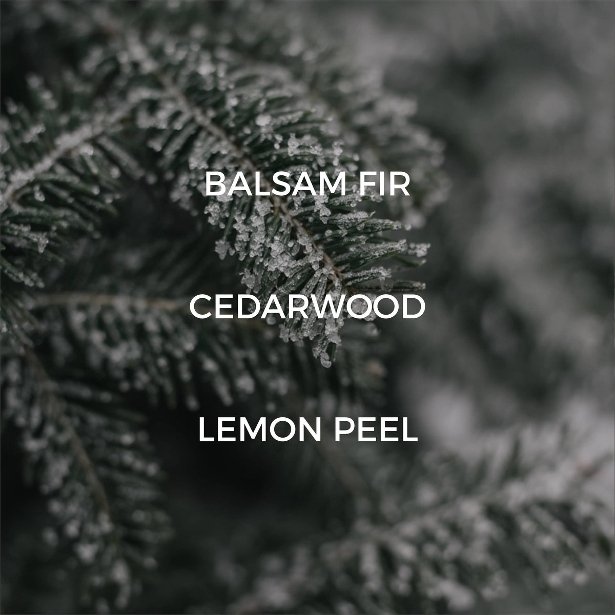 Fir Needle Candle - FALL / HOLIDAY