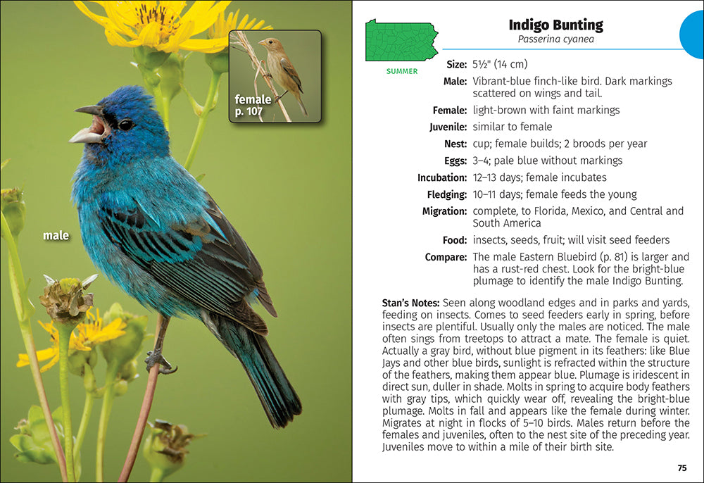 Media Mercantile Birds of Pennsylvania Field Guide shows a male Indigo Bunting, vibrant blue, with info text and a female inset.