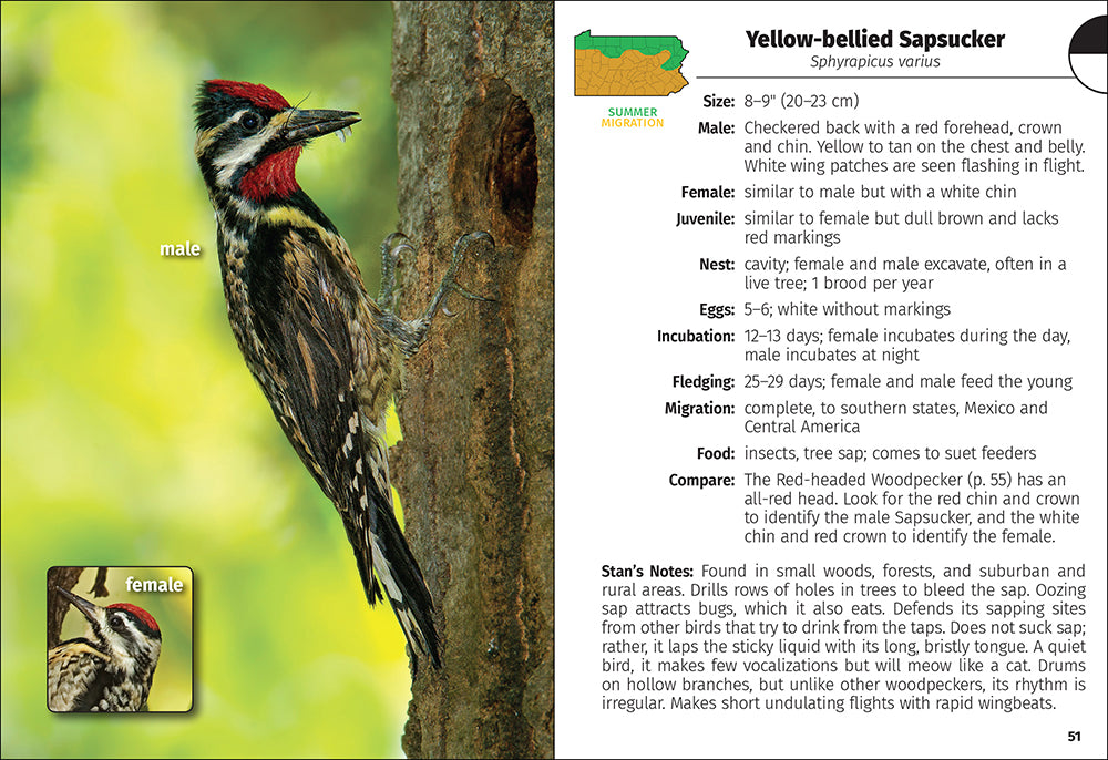 Birds of Pennsylvania Field Guide featuring a male Yellow-bellied Sapsucker with details on its characteristics & habitat by Media Mercantile.